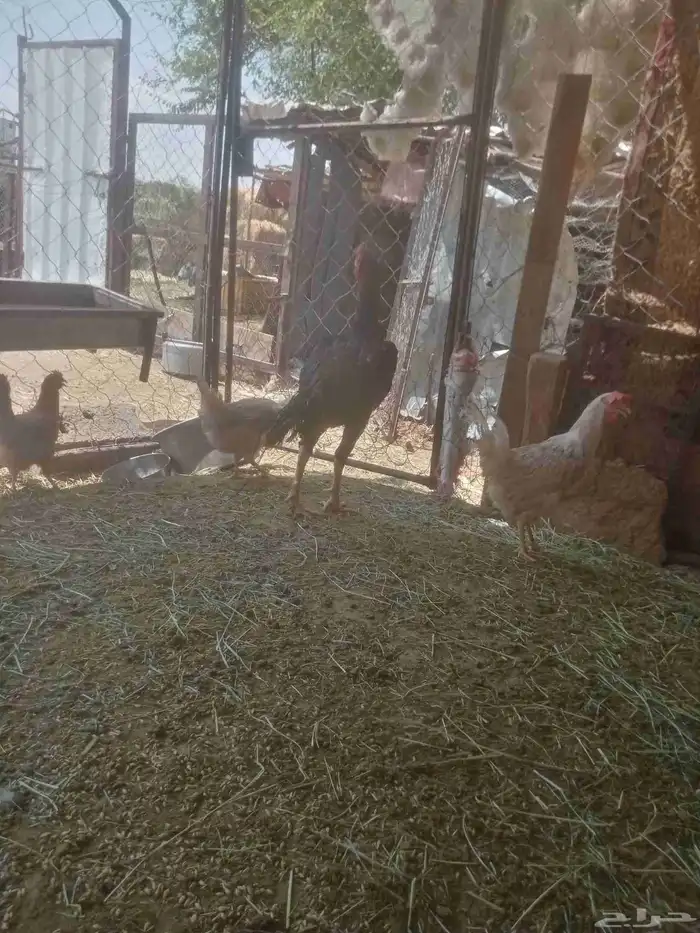 ديك باكستاني للبيع 3