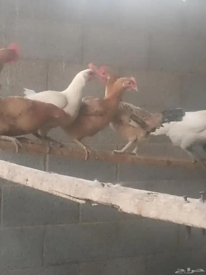 دجاج بياض اعمار 9شهور 0
