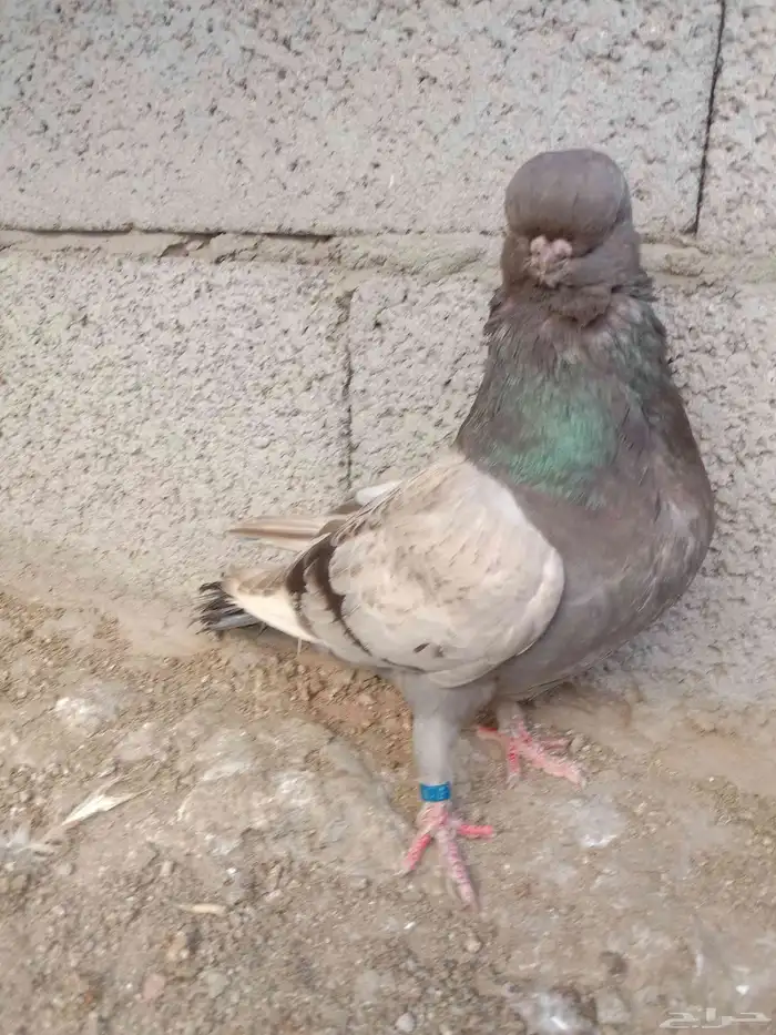 حمام لونق فيس 1