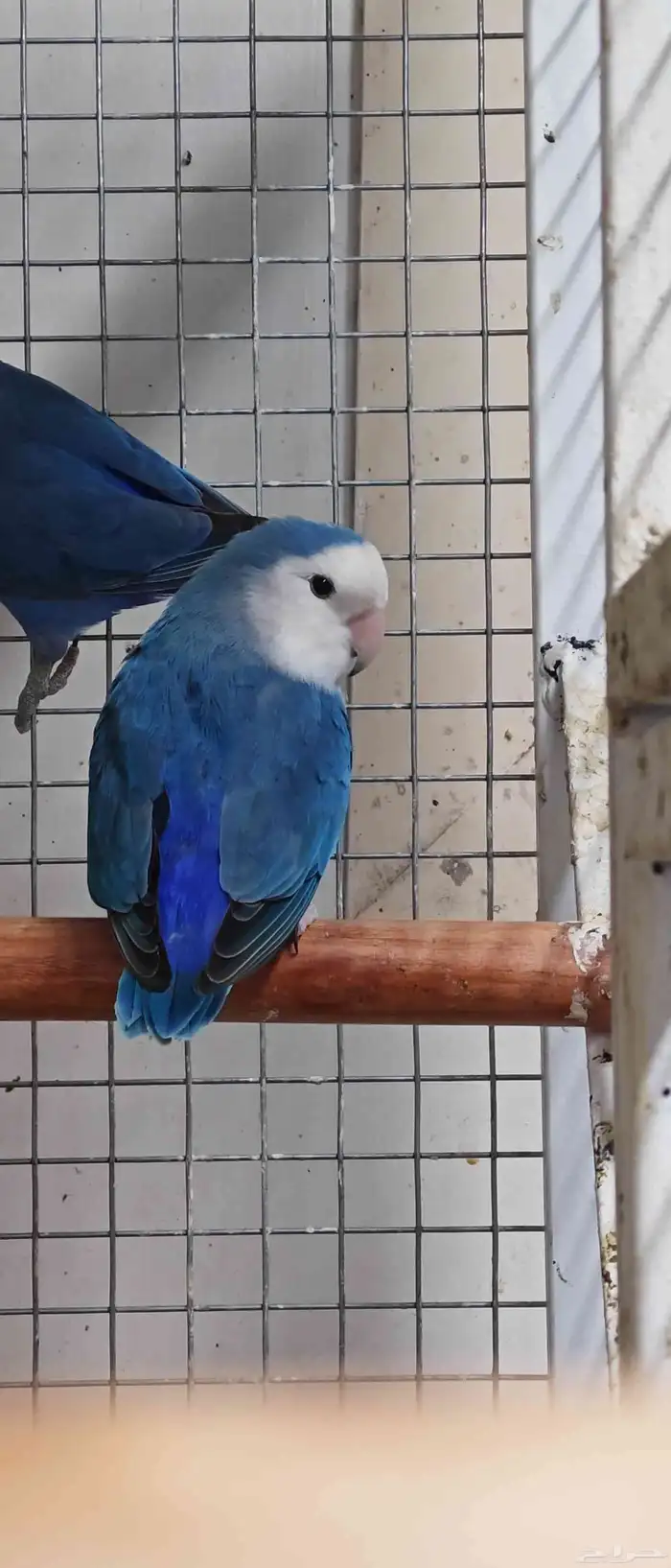 ذكر روز منتج 0