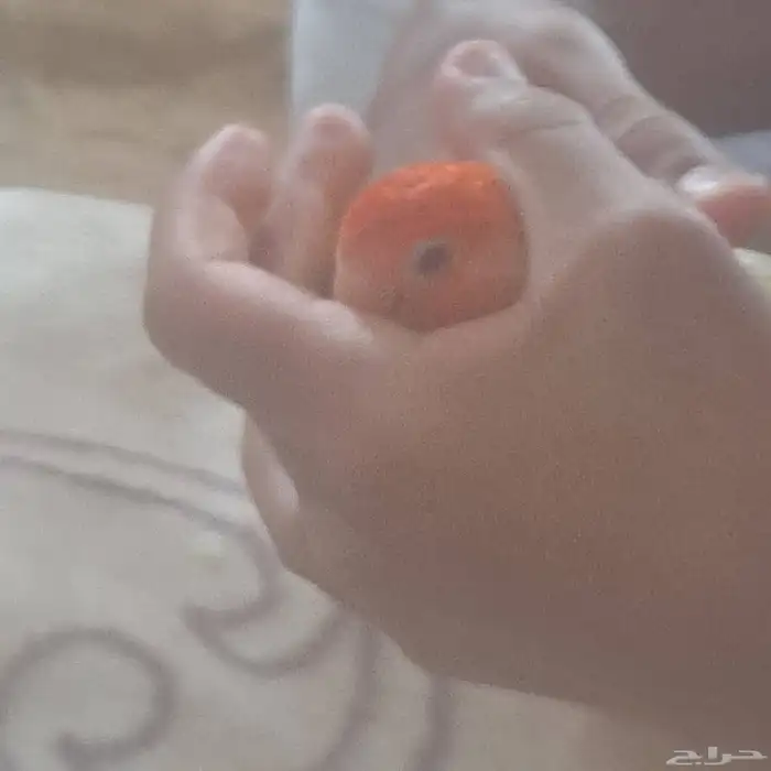 روز 1