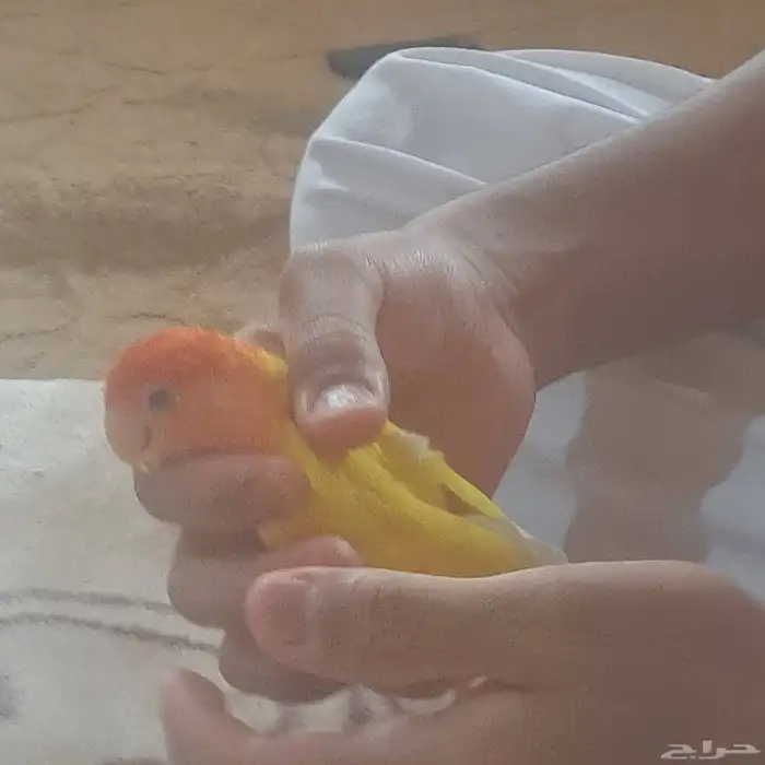 روز 2