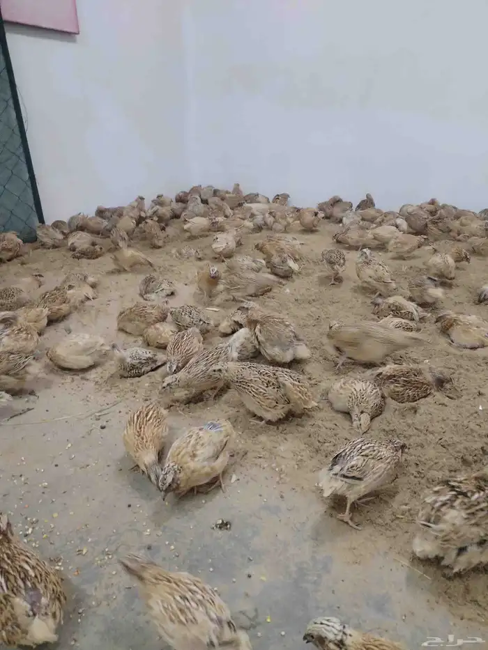سمان للبيع 1