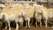 راعي غنم سوداني جاهز 1