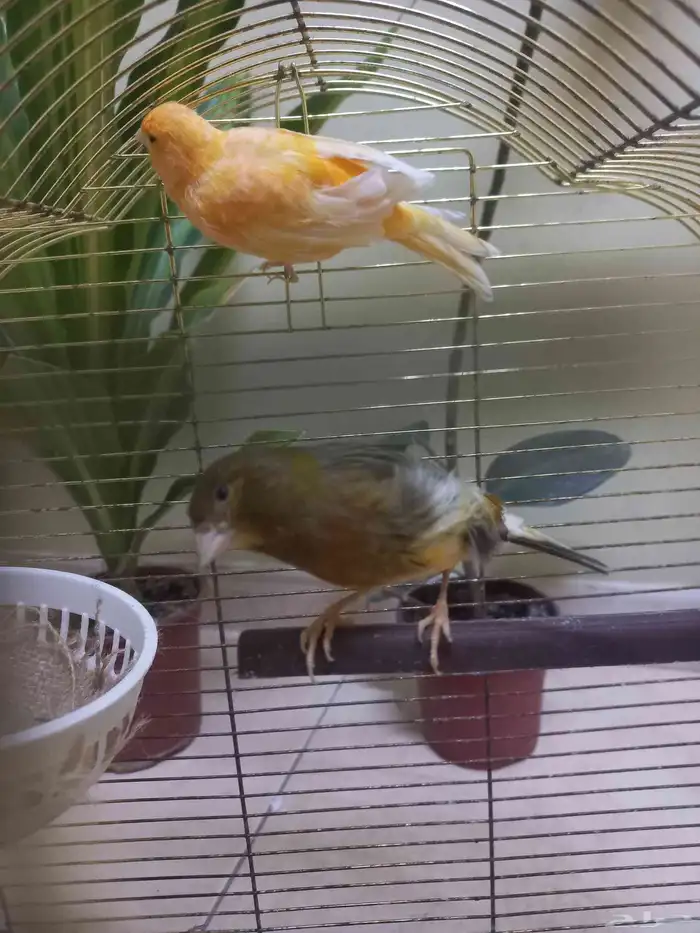 اناث كناري منتجة(تم البيع) 0