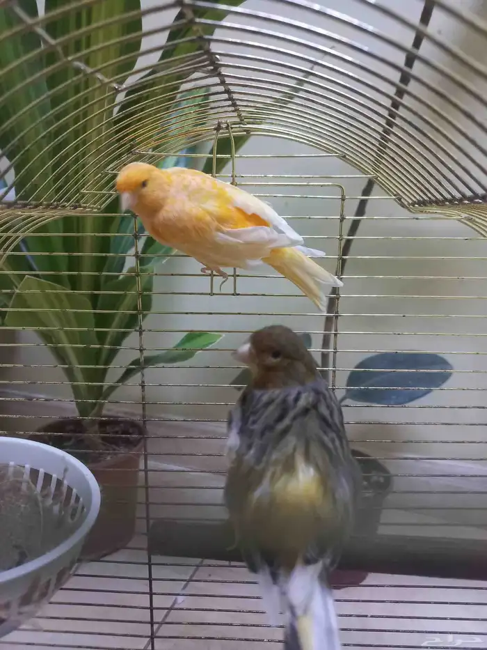 اناث كناري منتجة(تم البيع) 2