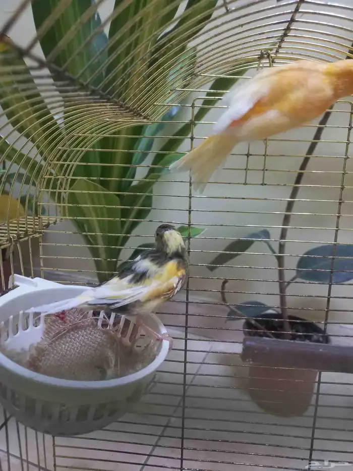 اناث كناري منتجة(تم البيع) 3