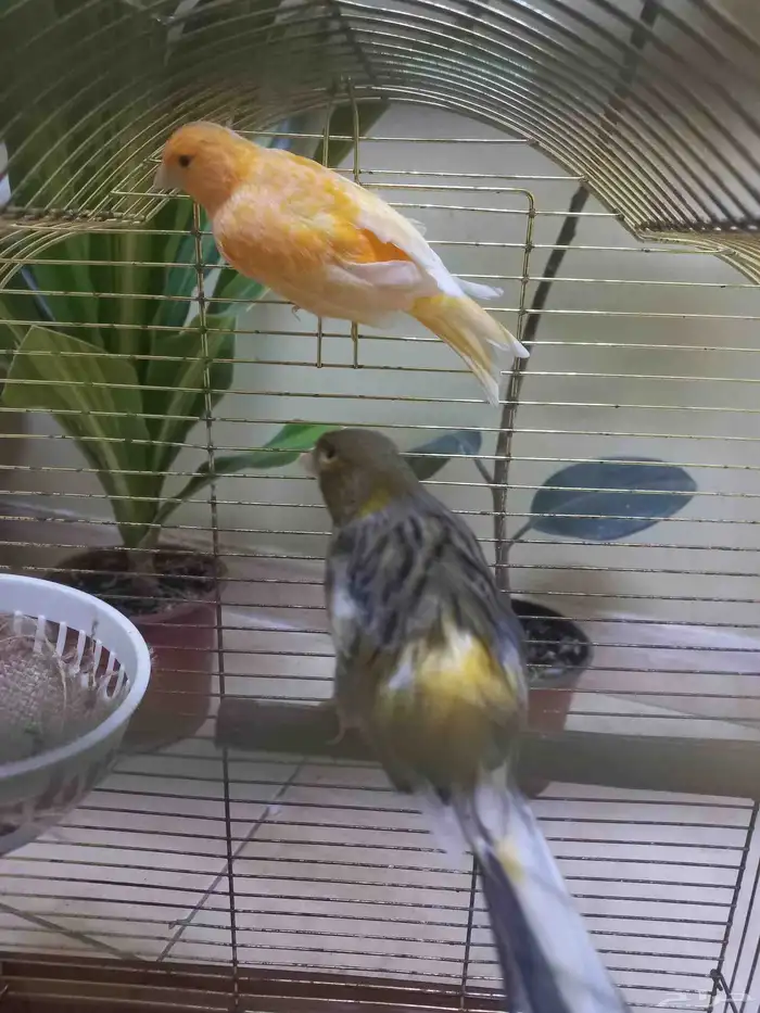 اناث كناري منتجة(تم البيع) 1