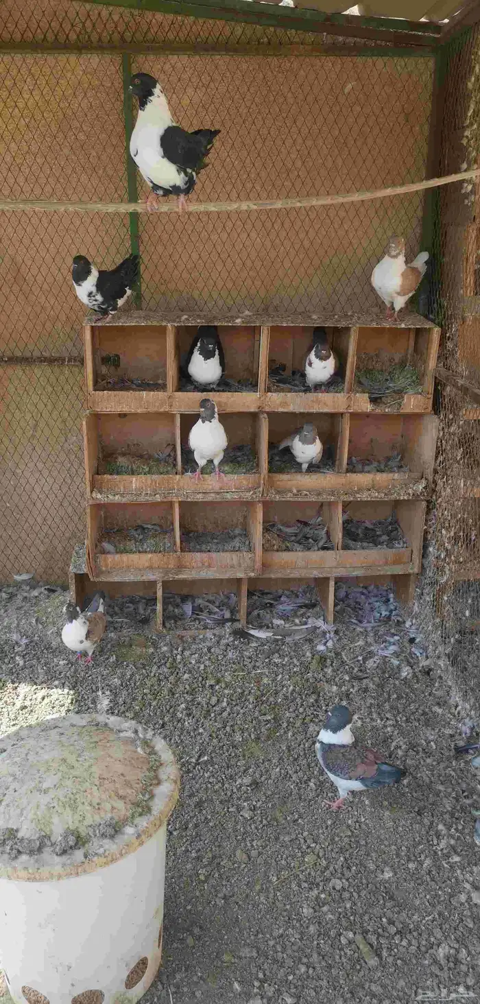 كنق حمام مدينا-تم البيع - 0