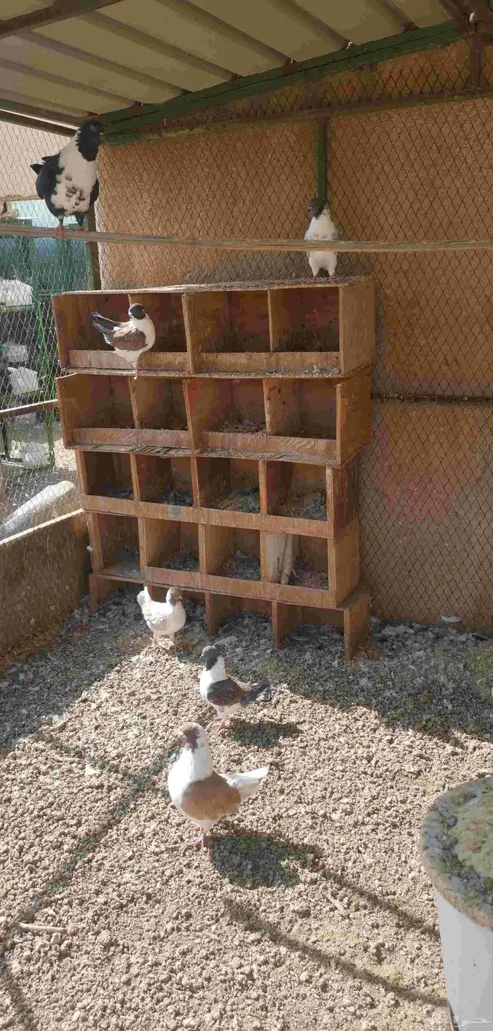 كنق حمام مدينا-تم البيع - 3