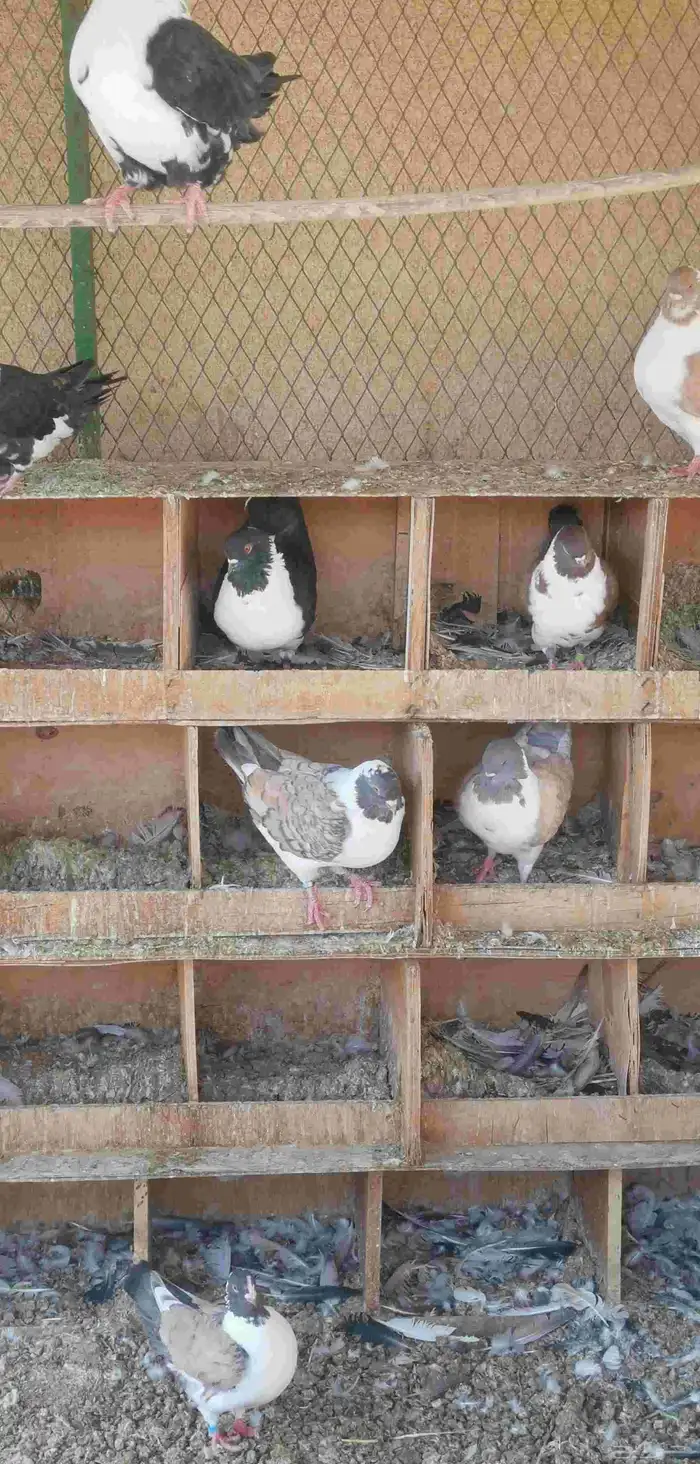 كنق حمام مدينا-تم البيع - 2