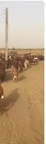 يوجد غنم سواكني بيع فردي وسعر مناسب وجزار محترف تقطيع علي كي 0