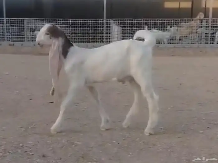 تيس هولندي صغير 2