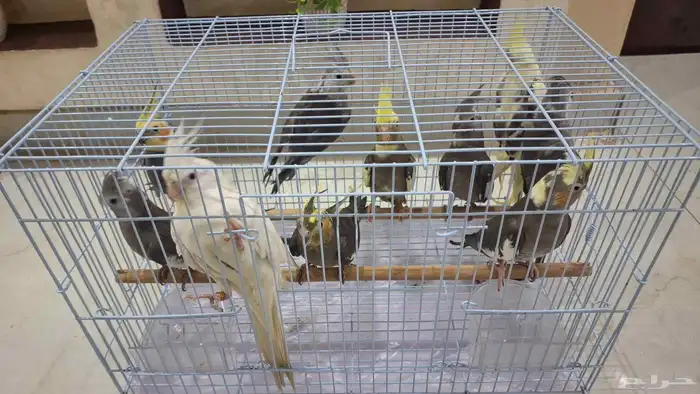 كروان للبيع غير أليف (تم البيع) 0