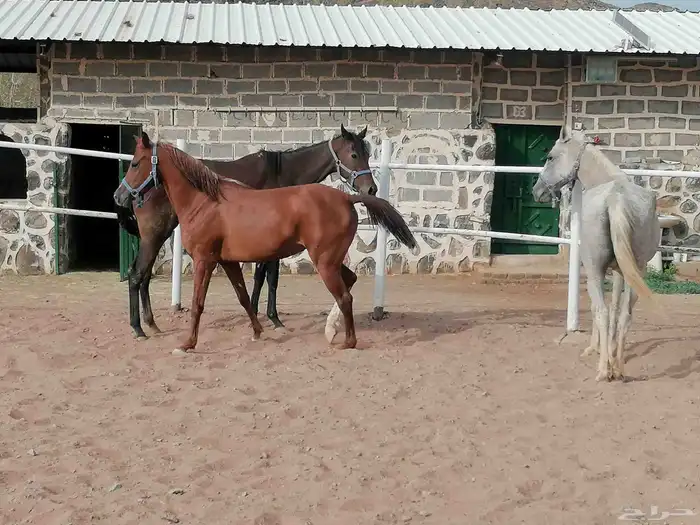 افراس للبيع 1