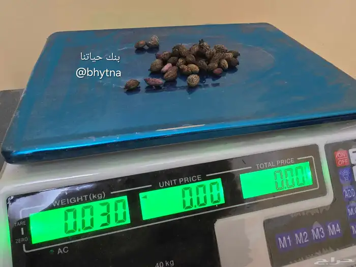 بذور زيتون أسود و أخضر 0