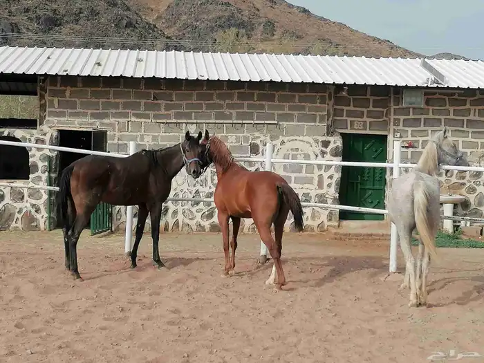 افراس للبيع 2