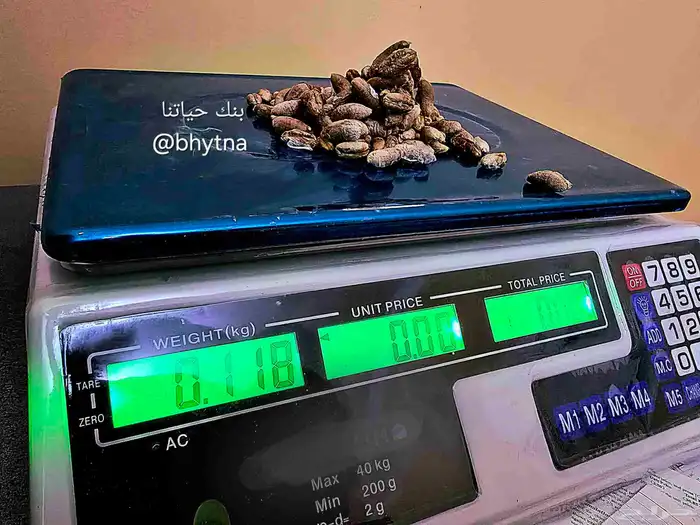 نواة تمور 1