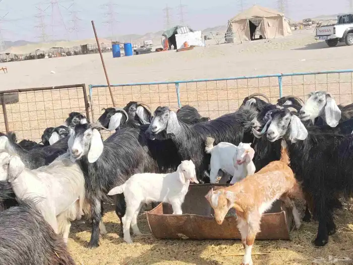 معزاء حري طيبة 5