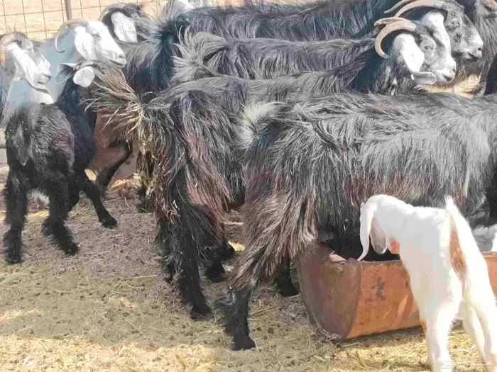 معزاء حري طيبة 8