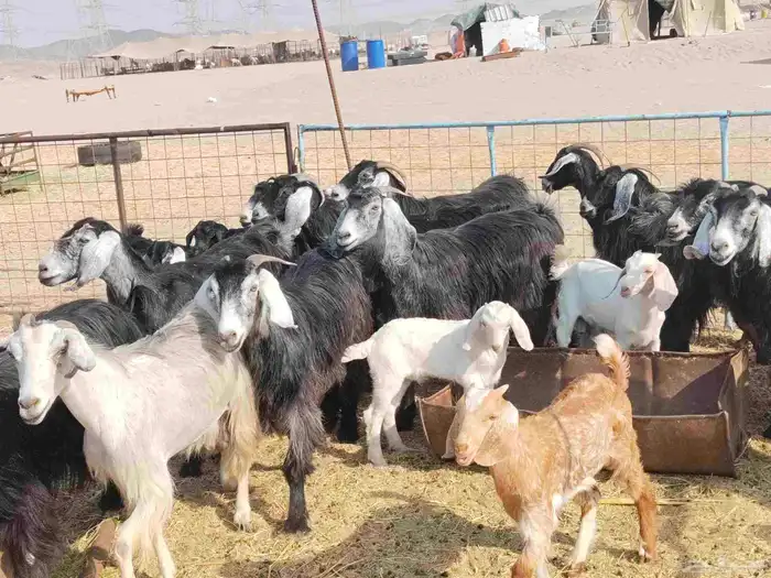 معزاء حري طيبة 2