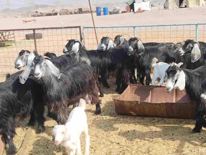 معزاء حري طيبة 0