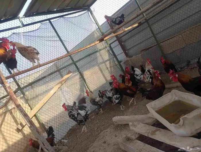 دياكه للبيع صحه وحجم ماشا الله كله عربي الموقع ميدان الملك 0