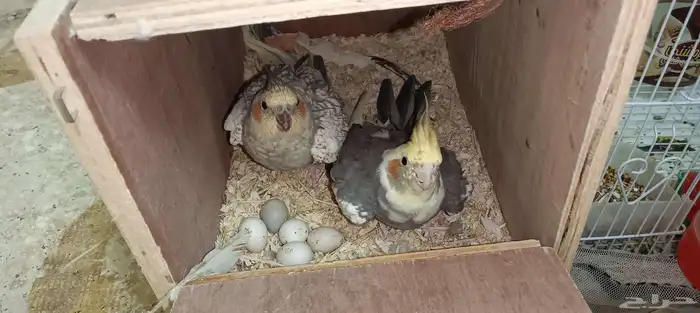 للبيع كروان كوكتيل فراشه زوج مع البيض مخصب 0