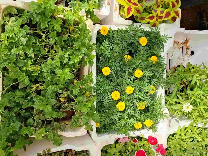 زراعه وحدائق 4