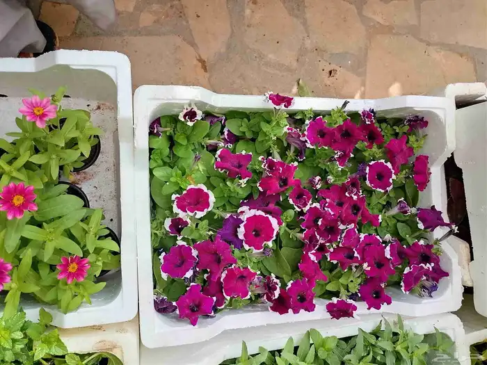 زراعه وحدائق 5