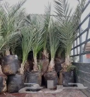 قلع وغرس وتوريد النخيل الى جميع مناطق المملكه وخارج المملكه 5