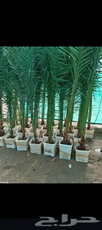 النخل لبيع بجميع انواعه ولمقسات المختلفه دمام الجبيل بقيق 5