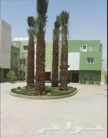 النخل لبيع بجميع انواعه ولمقسات المختلفه دمام الجبيل بقيق 2