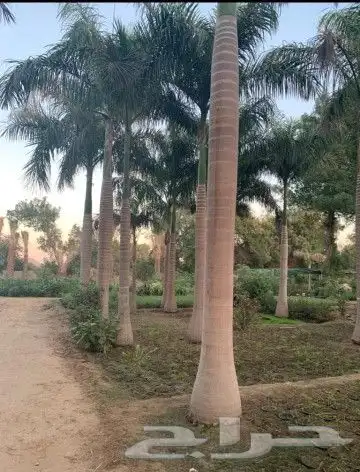 النخل لبيع بجميع انواعه ولمقسات المختلفه دمام الجبيل بقيق 4