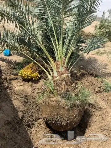 النخل لبيع بجميع انواعه ولمقسات المختلفه دمام الجبيل بقيق 1