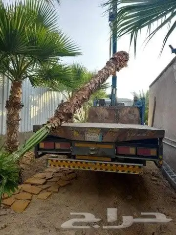 يوجد جميع الشتلات خرجي ودخلي 4