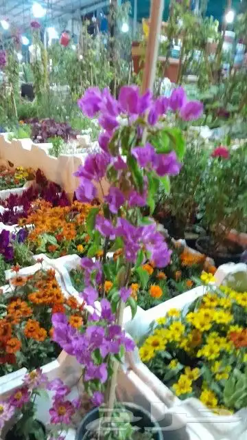 يوجد جميع الشتلات خرجي ودخلي 1