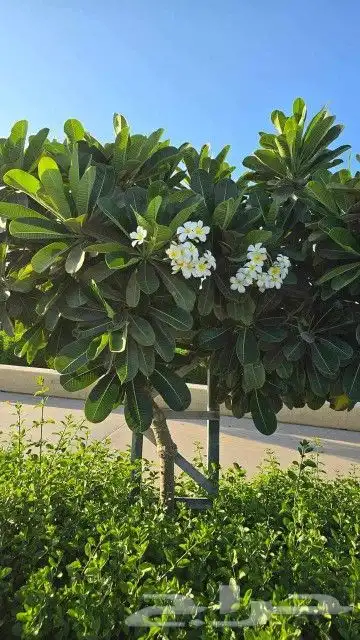 يوجد جميع الشتلات خرجي ودخلي 6