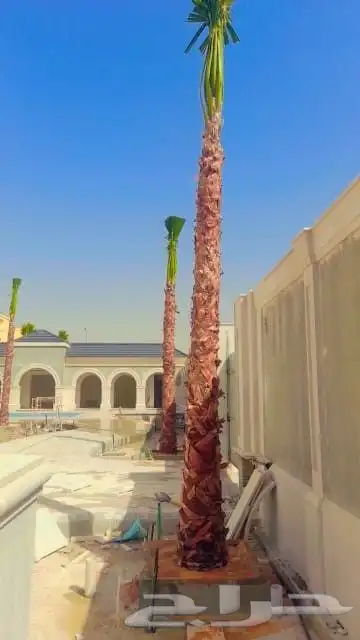 توريد وتركيب جميع انواع الشبوك ونخل الوشنطني 4