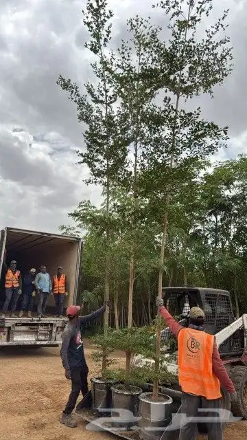 يوجد لديناء شجر الترمناليا وأشجار الزيتون وشجر الظل والأشجار 0