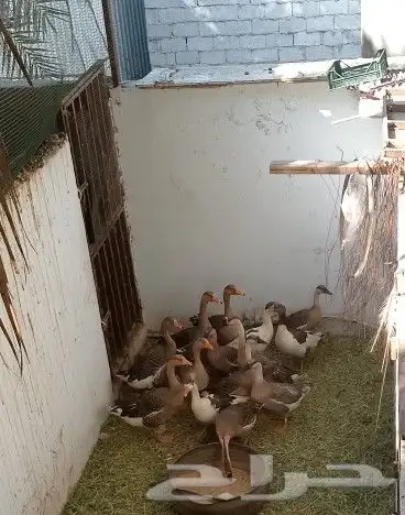 للبيع وز عراقي وبلدي 1