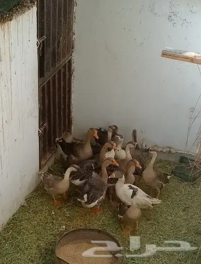 للبيع وز عراقي وبلدي 2