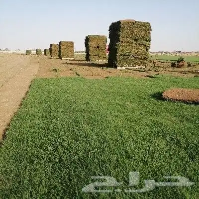 ثيل طبيعي درجه اولى C2000فرنسي 7