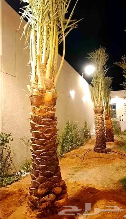 نخل واشنطني واشنطنيا نخيل هلالي دخيني مصيفه حلوه ونانه صقعي 6