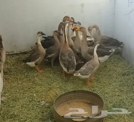 للبيع وز عراقي وبلدي 0
