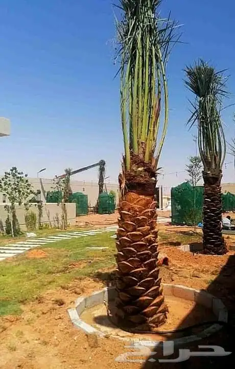 نخل واشنطني واشنطنيا نخيل هلالي دخيني مصيفه حلوه ونانه صقعي 9