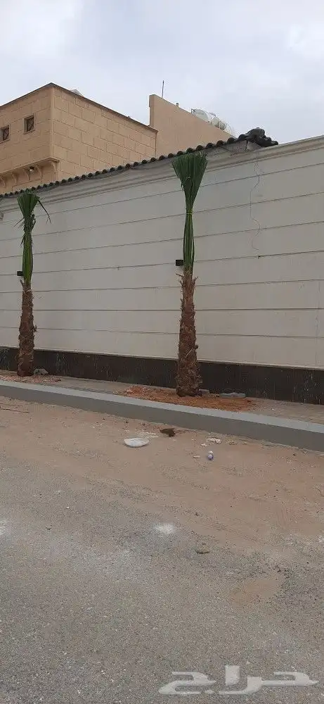 نخل واشنطن أمريكي 6