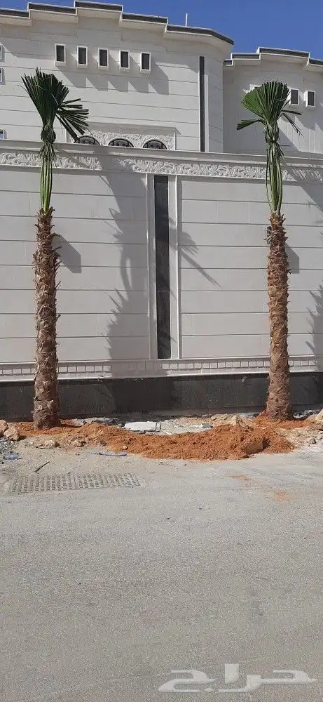 نخل واشنطن أمريكي 9