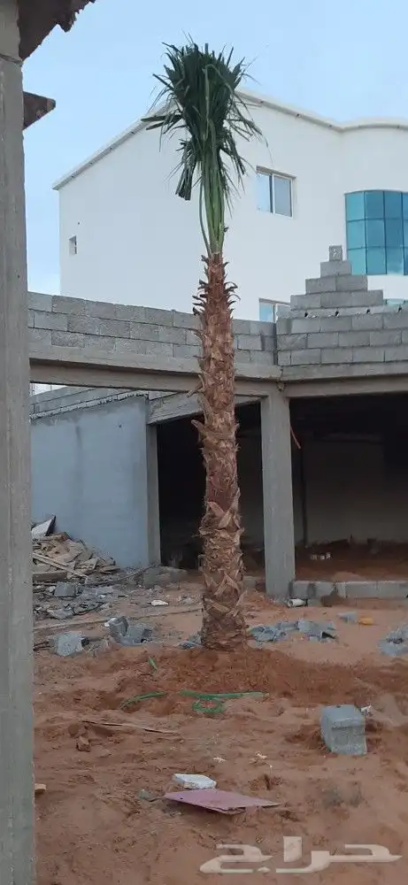 نخل واشنطن أمريكي 5