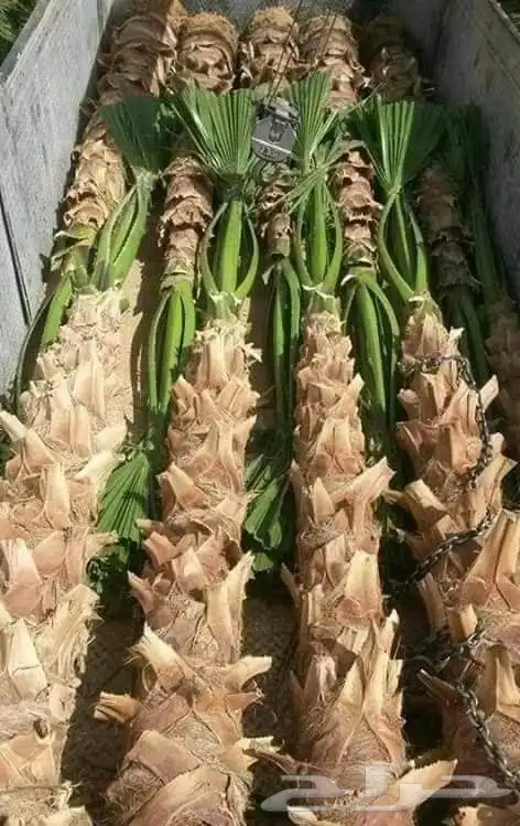 ابو سالم لجميع توريد انخيل عربي سكري صقعي اخلاص برحي وشنطني 0